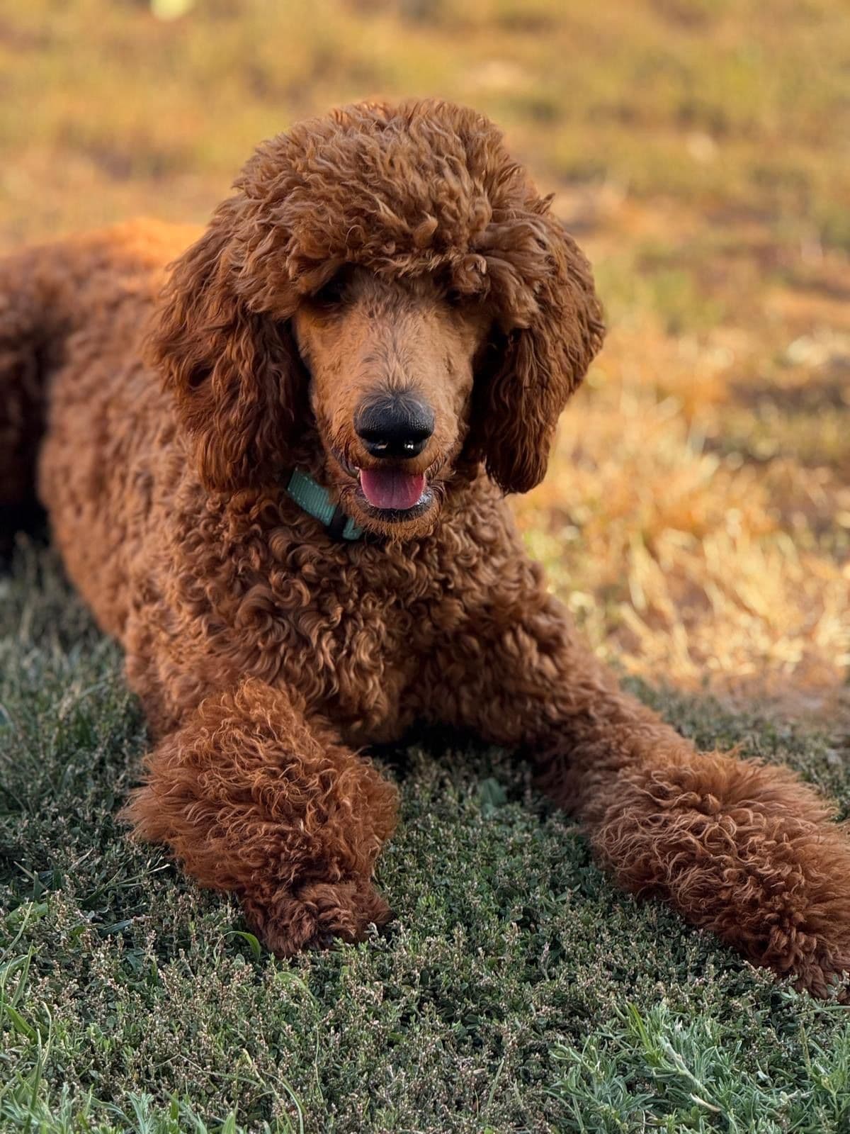 Poodle Puppies breeder image 2