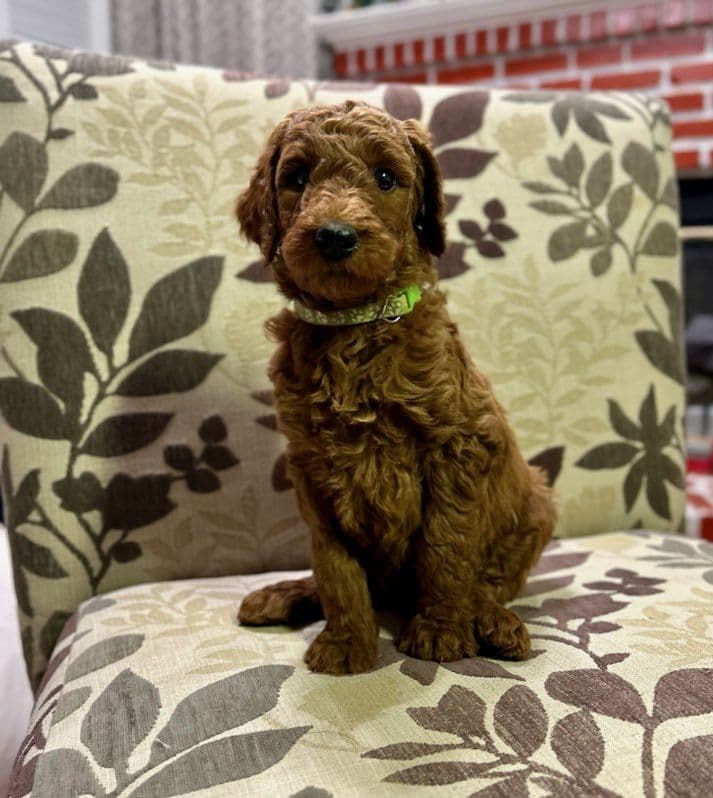 Poodle Puppies breeder image 3