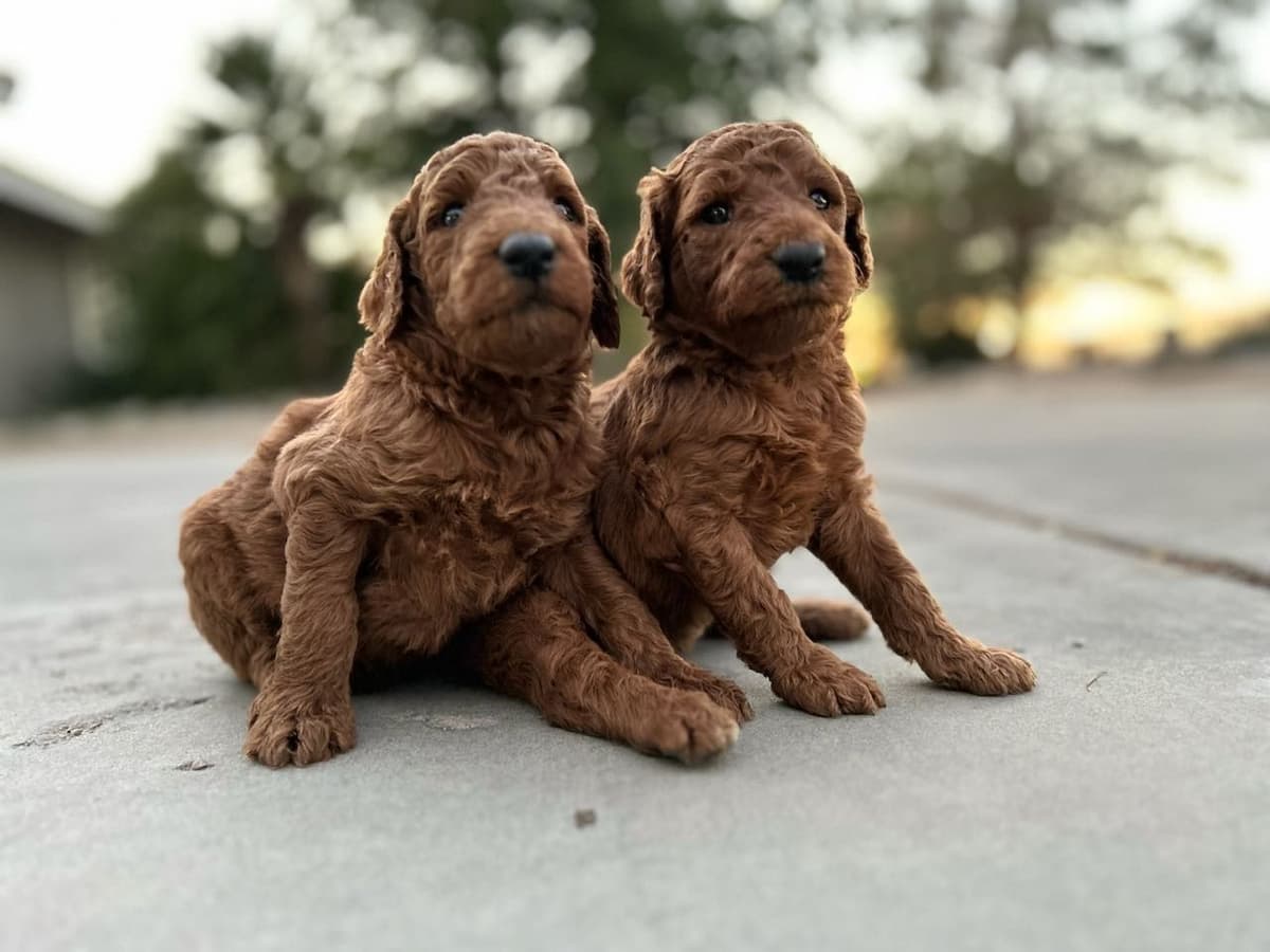 Poodle Puppies breeder image 4