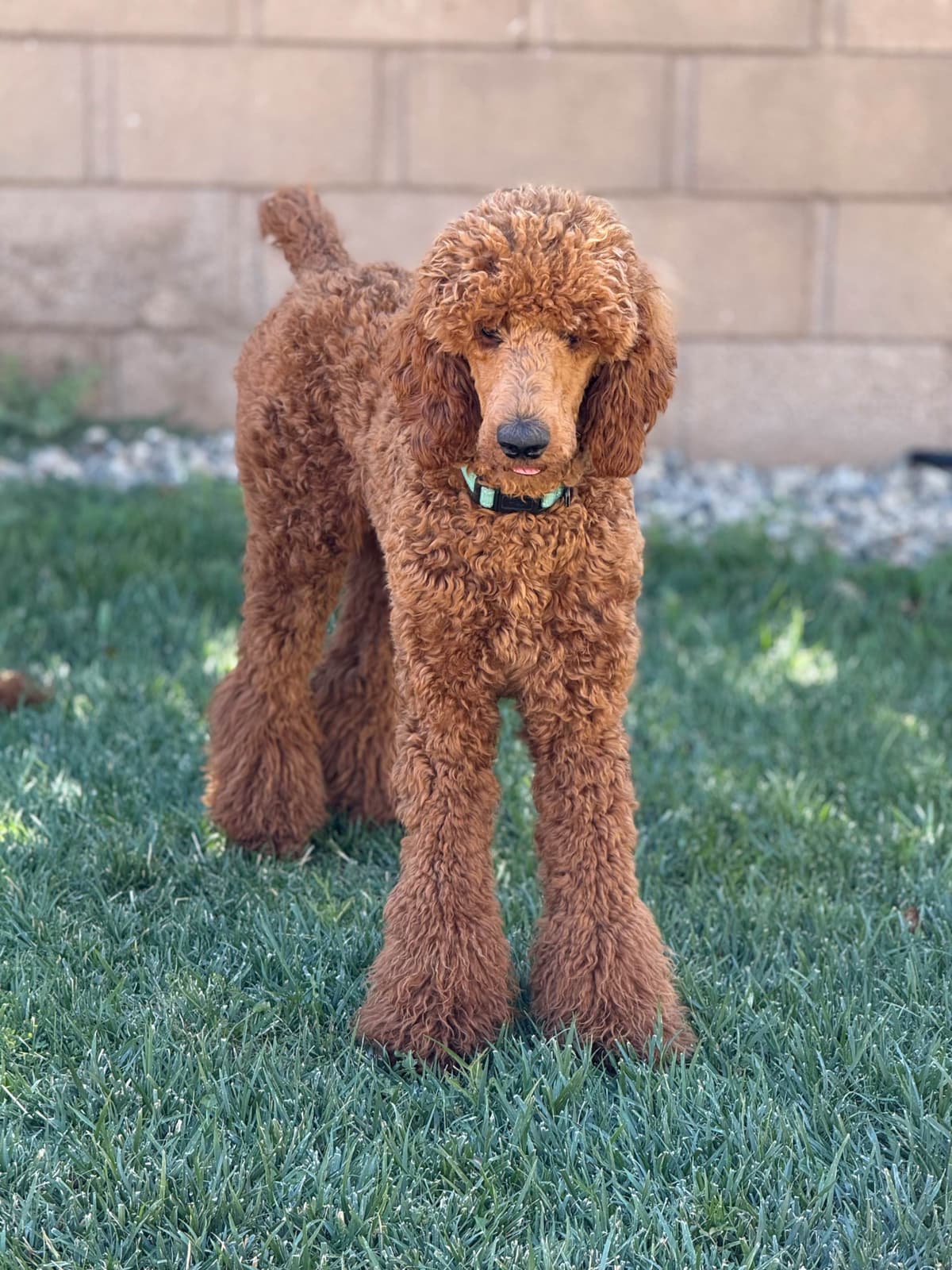 Poodle Puppies breeder image 7