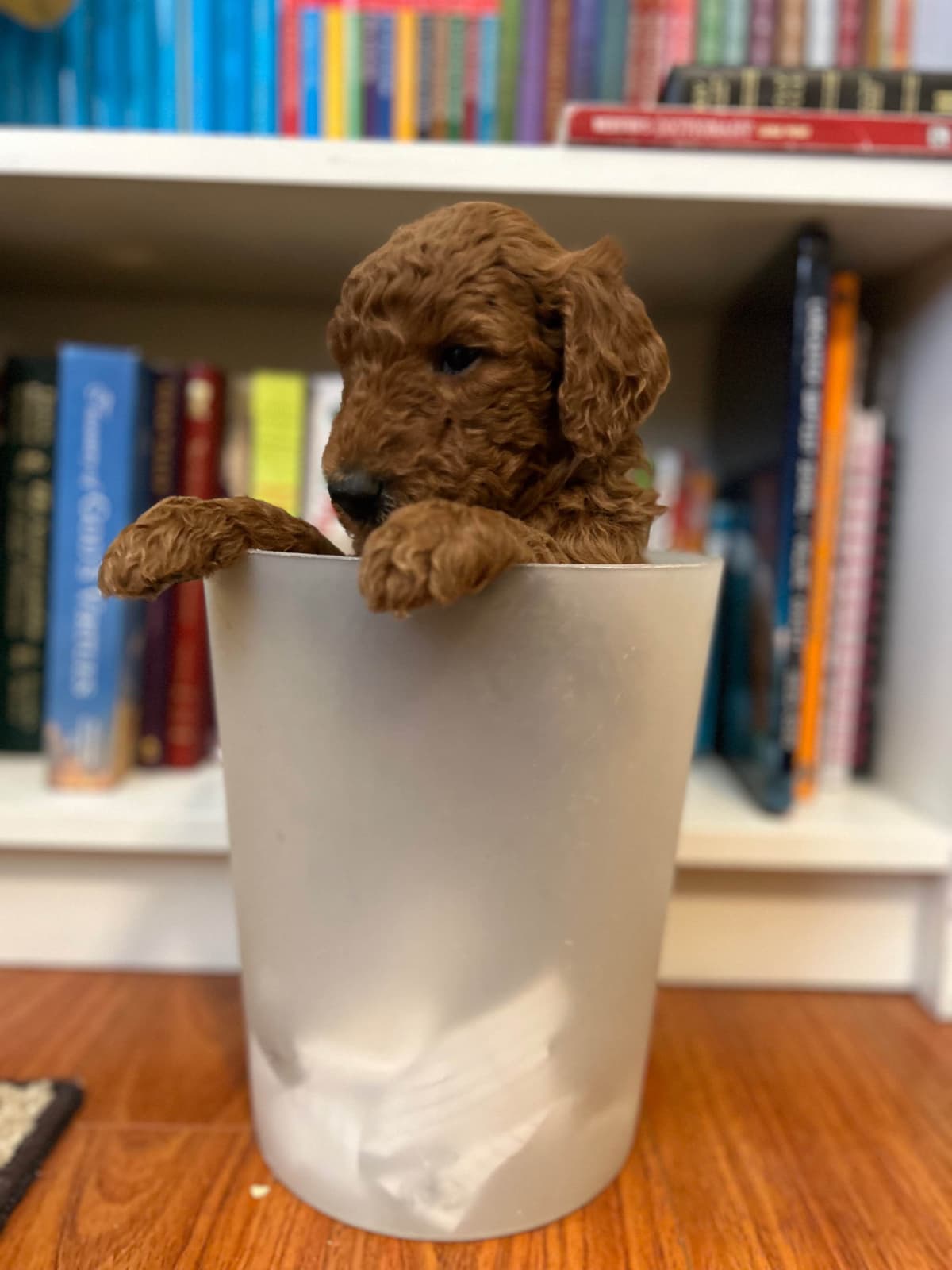Poodle Puppies breeder image 6