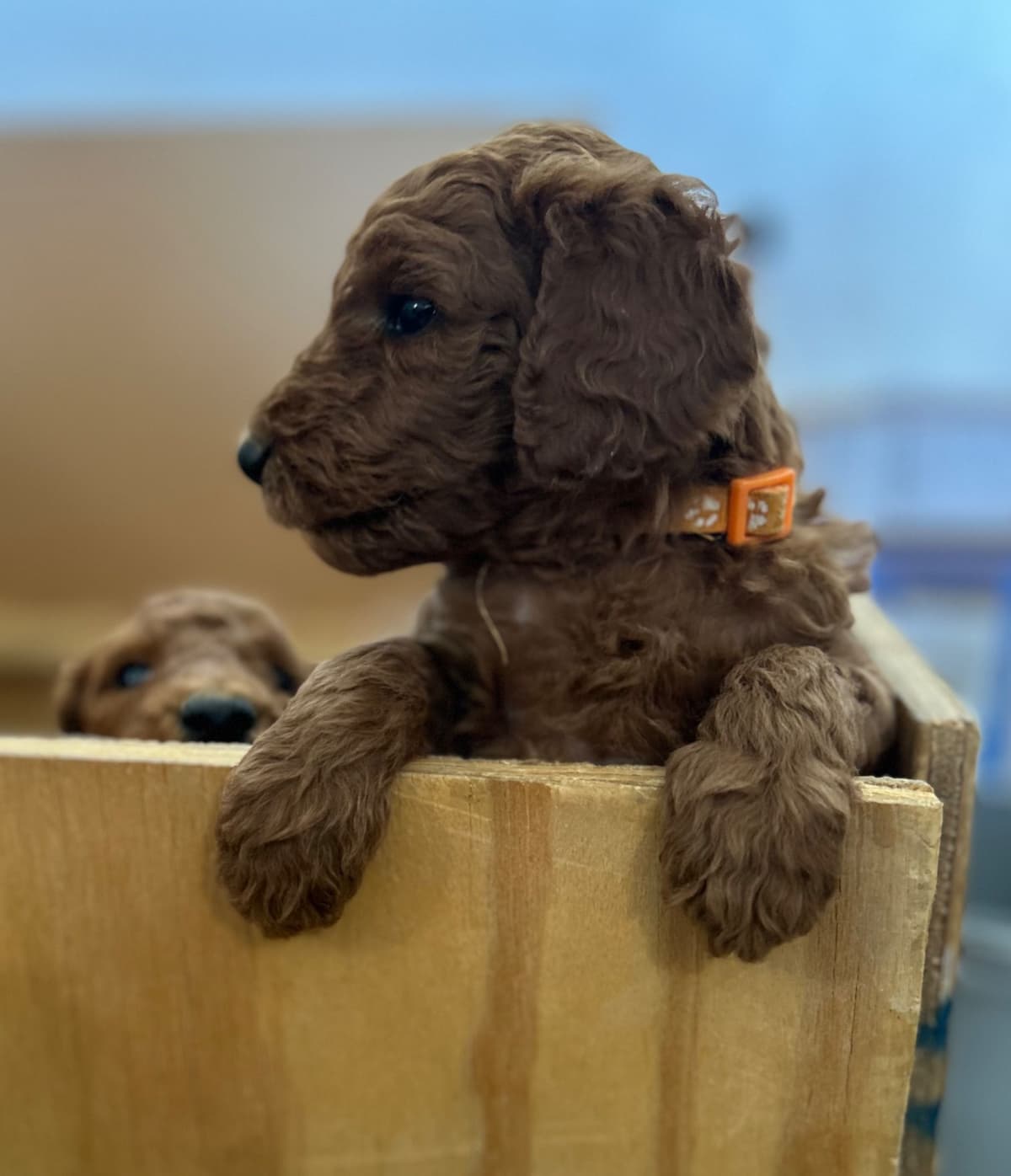 Poodle Puppies breeder image 5