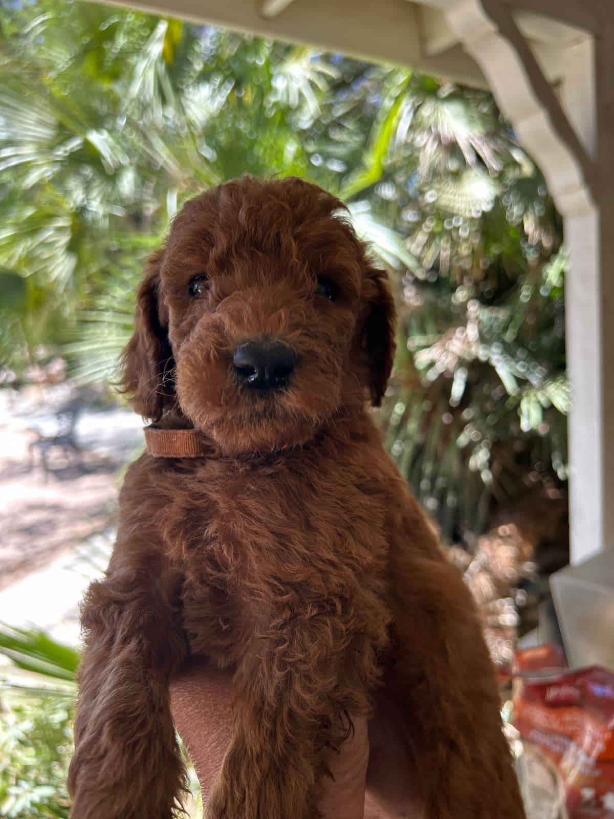 Poodle Puppies breeder image 8