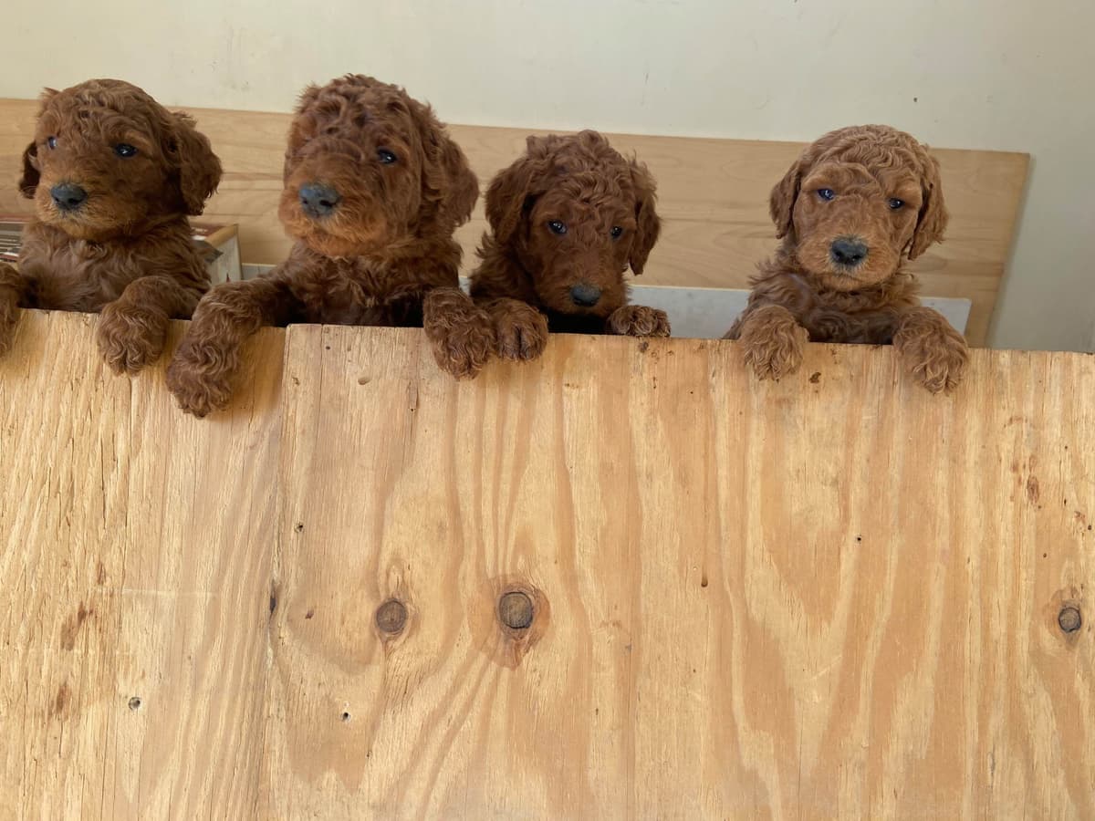 Poodle Puppies breeder image 9