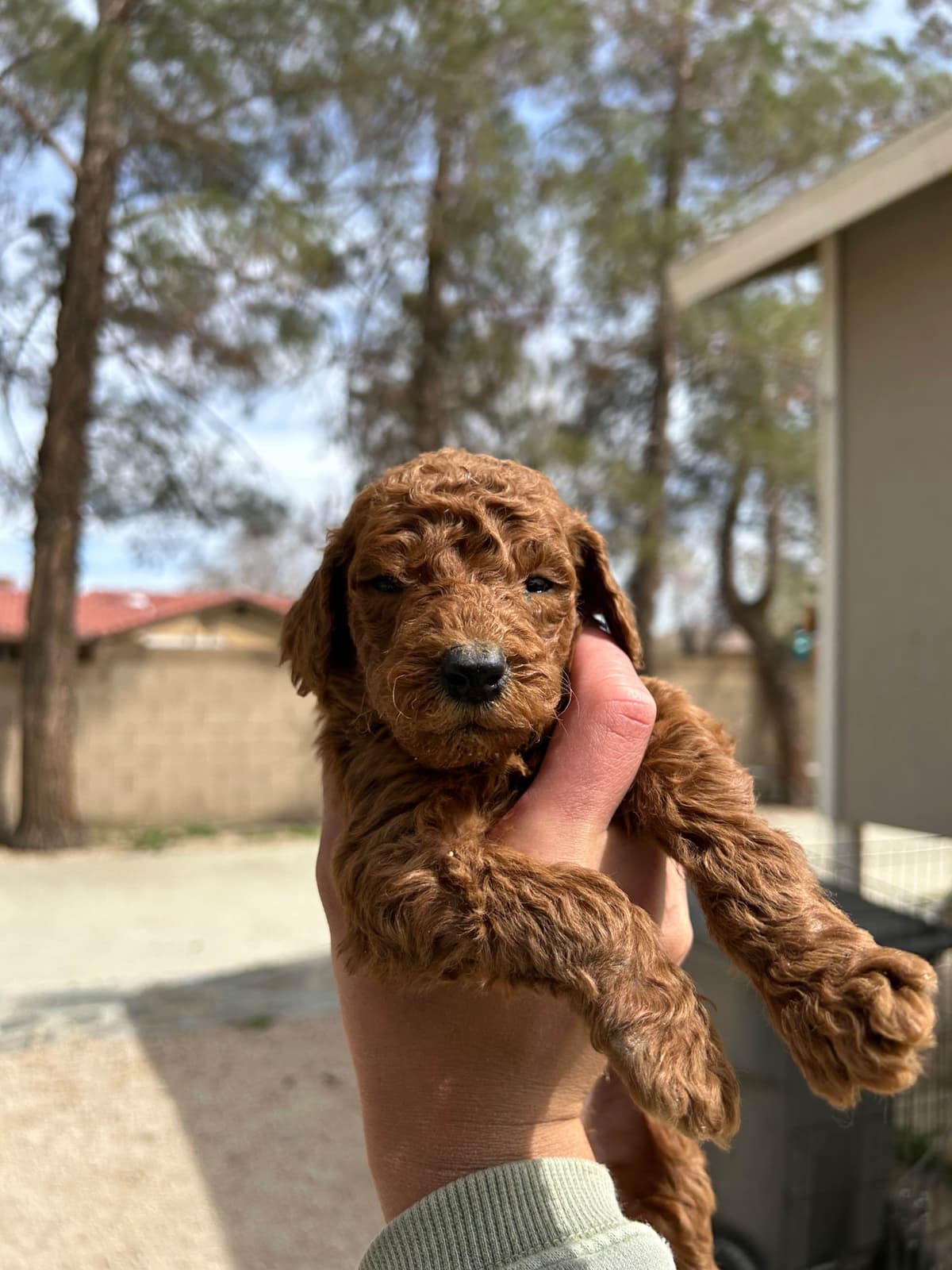 Poodle Puppies breeder image 10