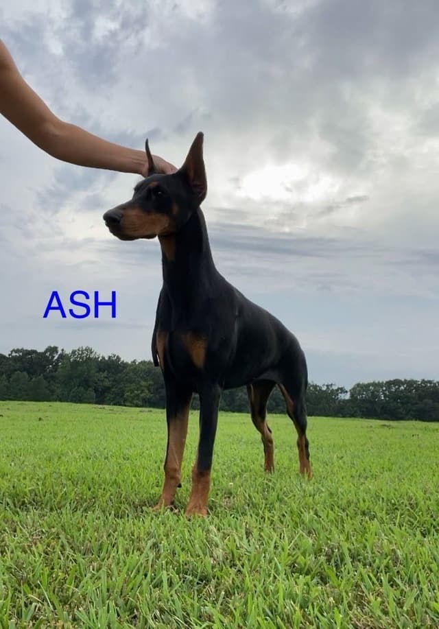 Doberman Pinscher Puppies media 2