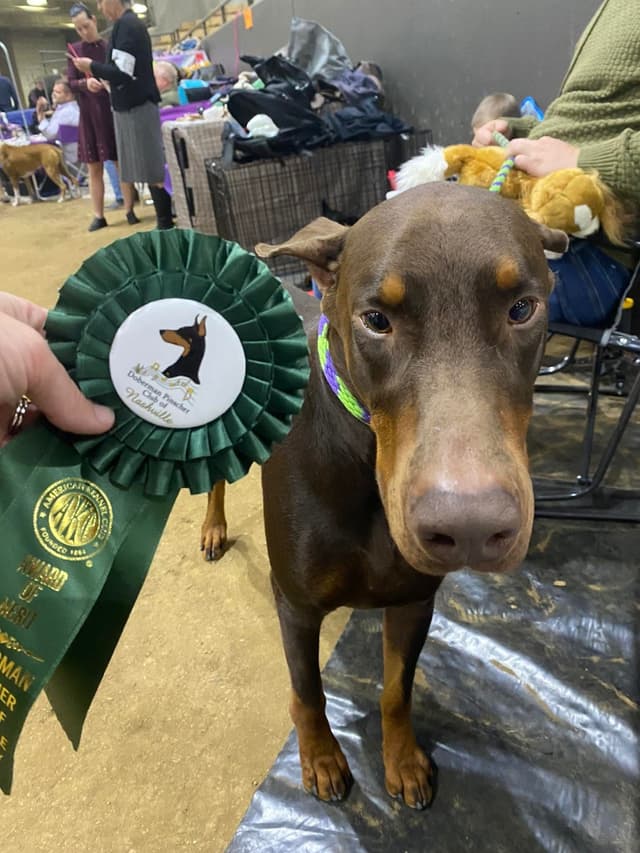 Doberman Pinscher Puppies media 3