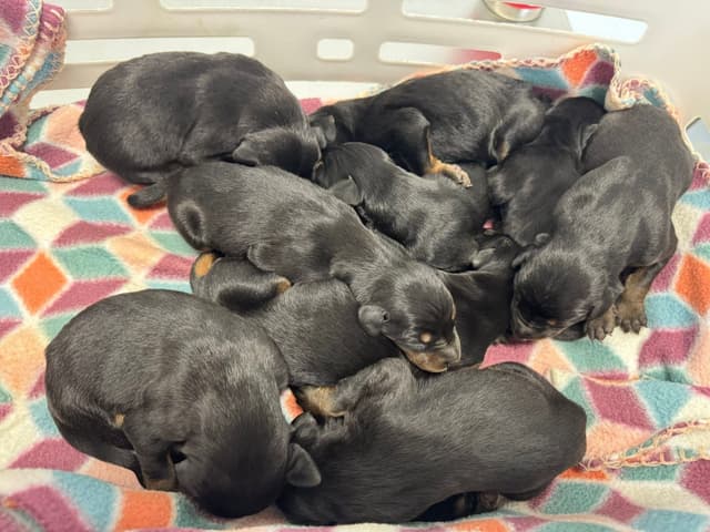 Doberman Pinscher Puppies media 4