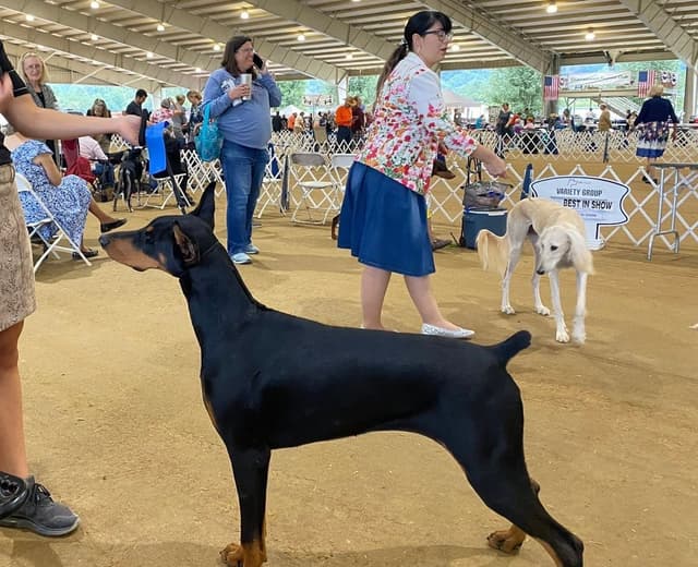 Doberman Pinscher Puppies media 5