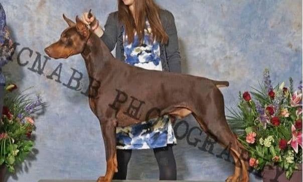 Doberman Pinscher Puppies media 7