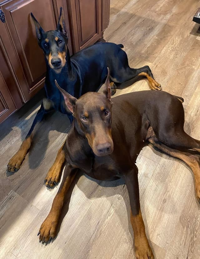 Doberman Pinscher Puppies media 6