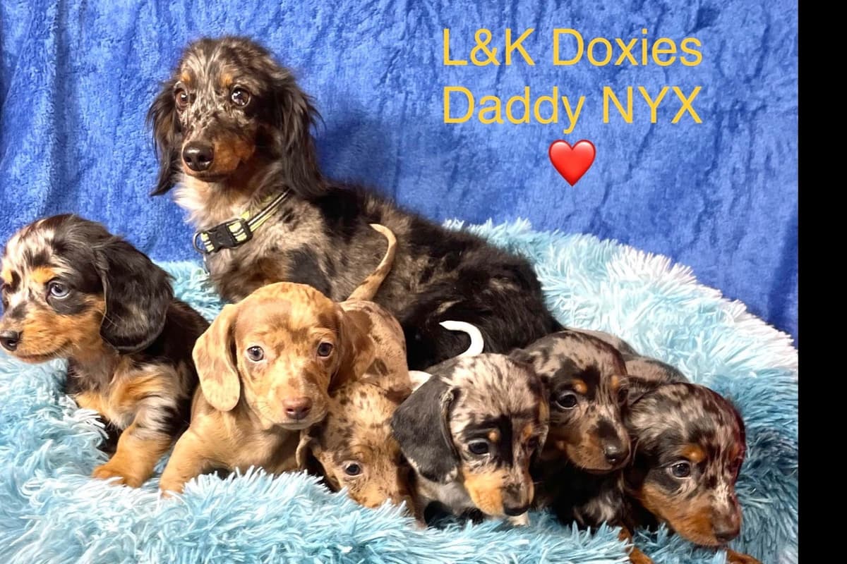 Mini Dachshund Puppies 785-821-192 breeder image 1