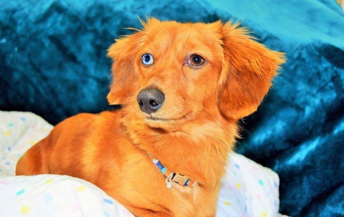 Mini Dachshund Puppies 785-821-192 breeder image 2