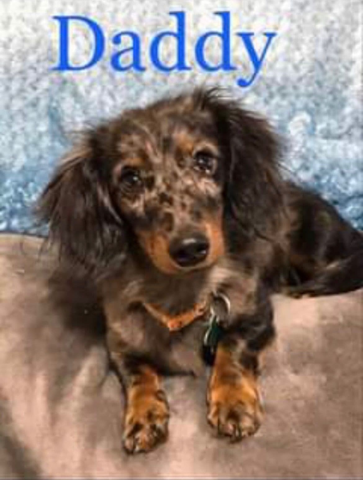 Mini Dachshund Puppies 785-821-192 breeder image 3