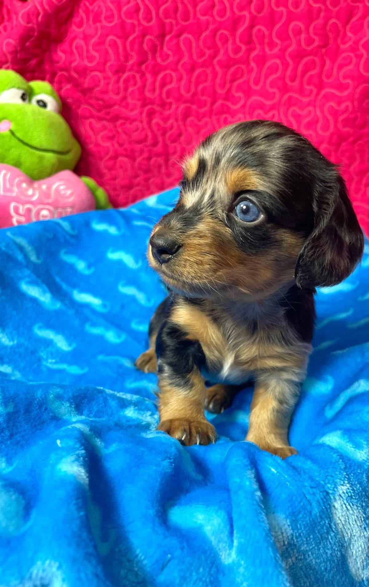 Mini Dachshund Puppies 785-821-192 breeder image 4
