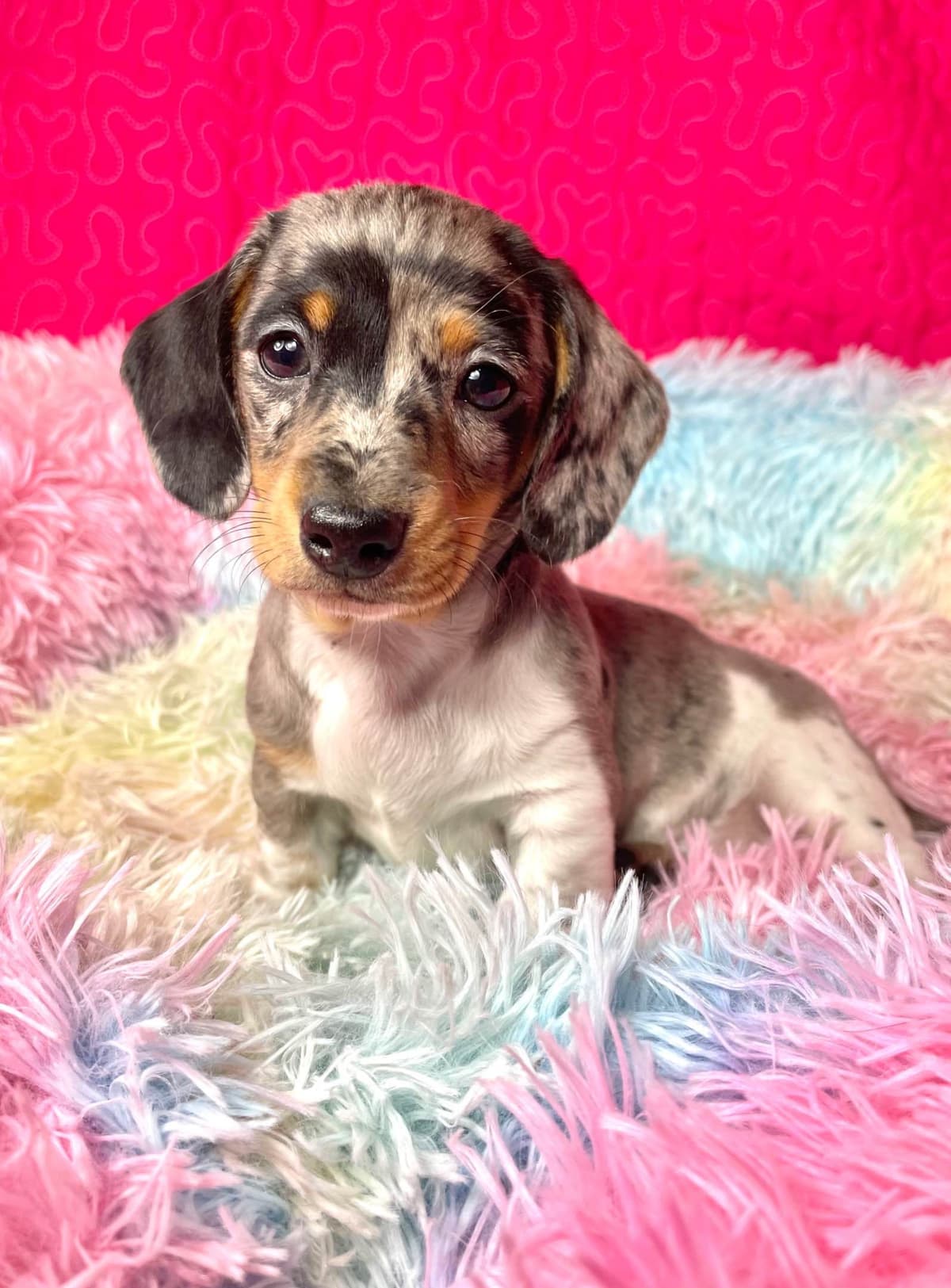 Mini Dachshund Puppies 785-821-192 breeder image 5