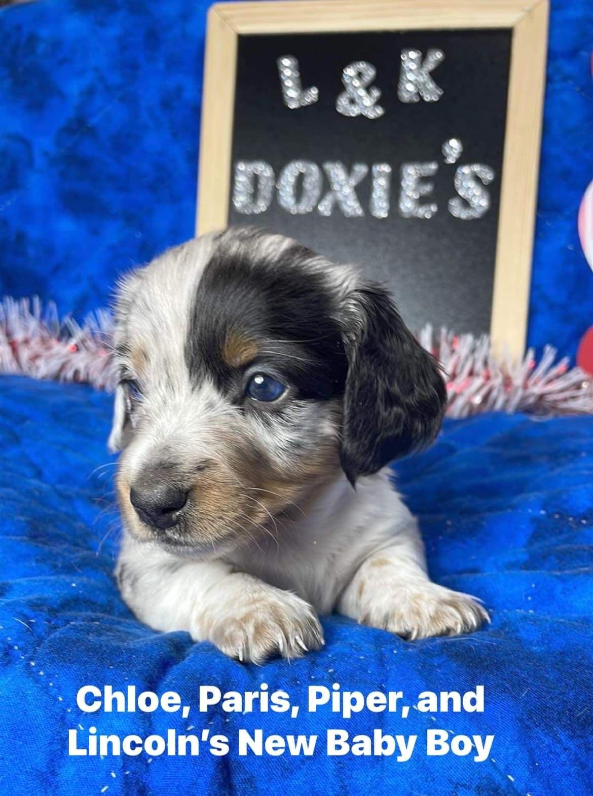 Mini Dachshund Puppies 785-821-192 breeder image 6
