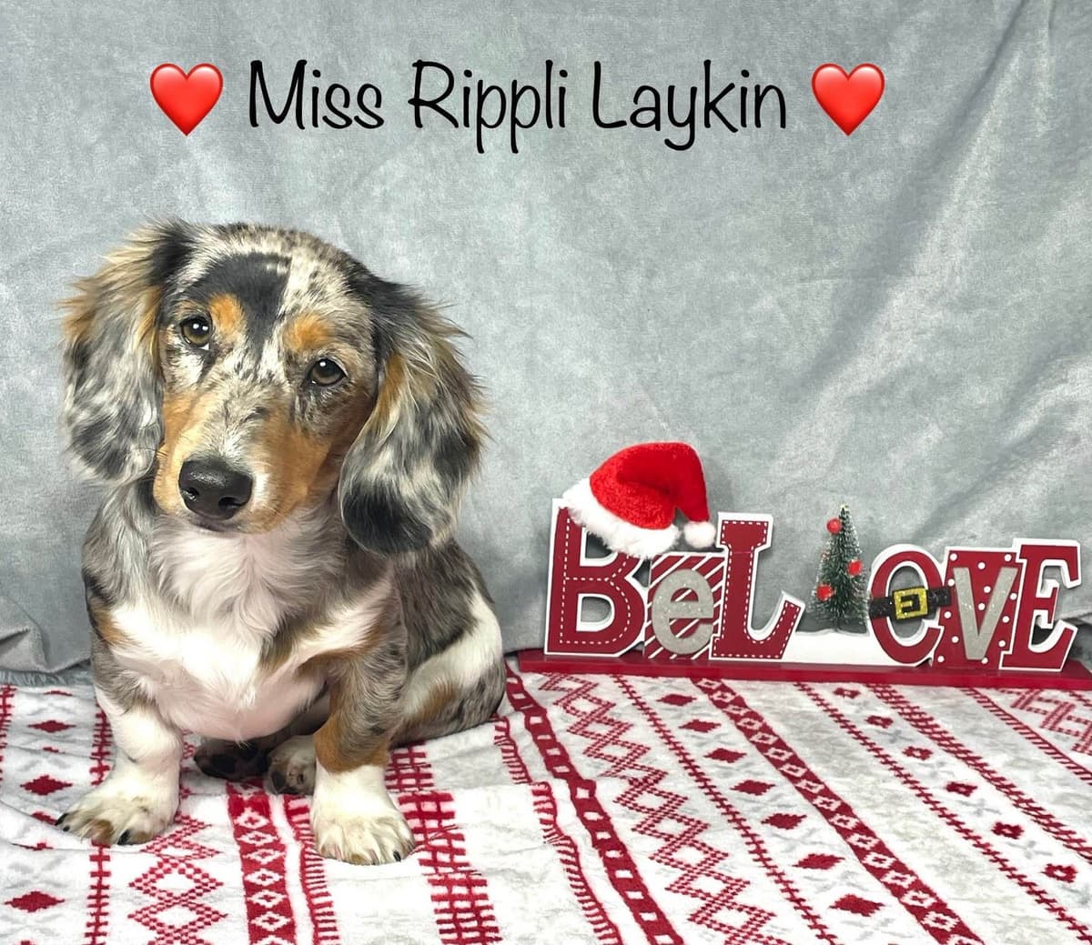 Mini Dachshund Puppies 785-821-192 breeder image 7