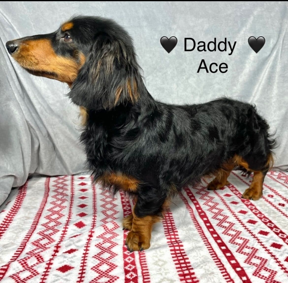 Mini Dachshund Puppies 785-821-192 breeder image 8