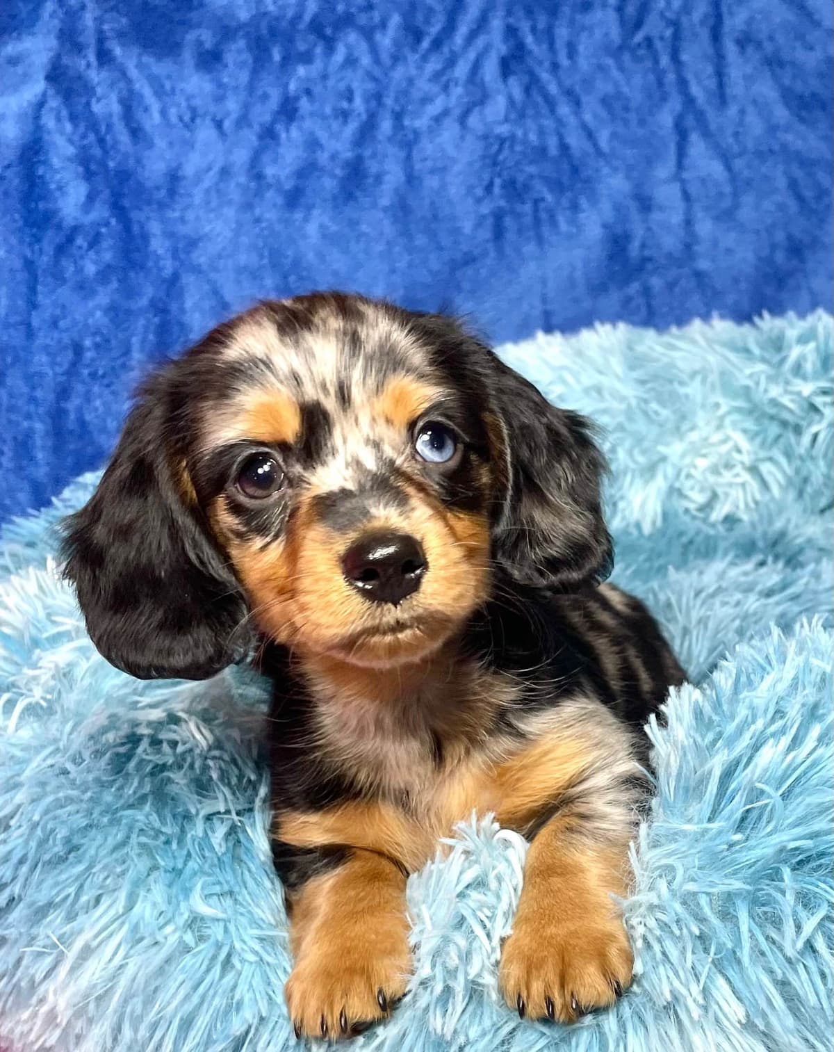 Mini Dachshund Puppies 785-821-192 breeder image 10