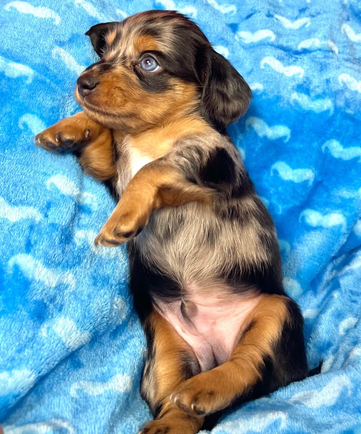 Mini Dachshund Puppies 785-821-192 breeder image 11