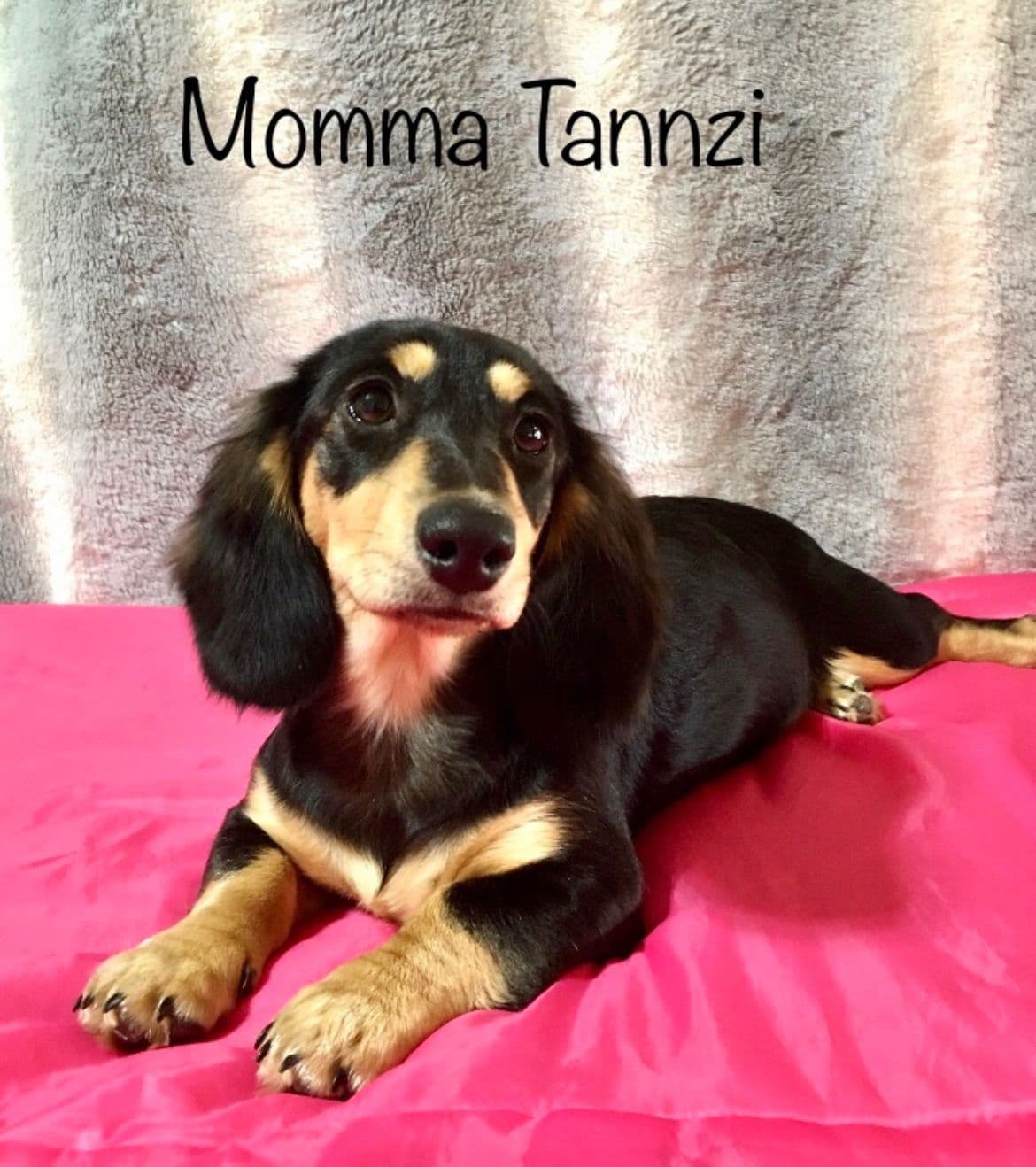 Mini Dachshund Puppies 785-821-192 breeder image 12