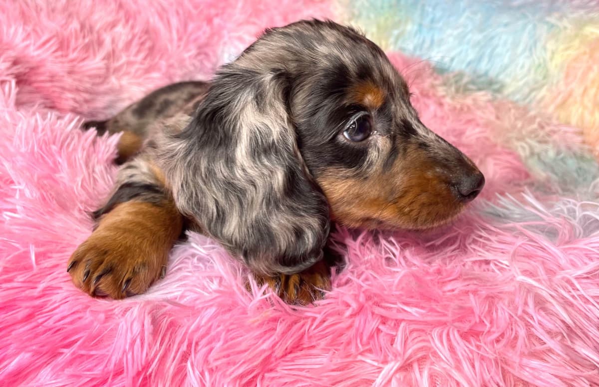 Mini Dachshund Puppies 785-821-192 breeder image 13