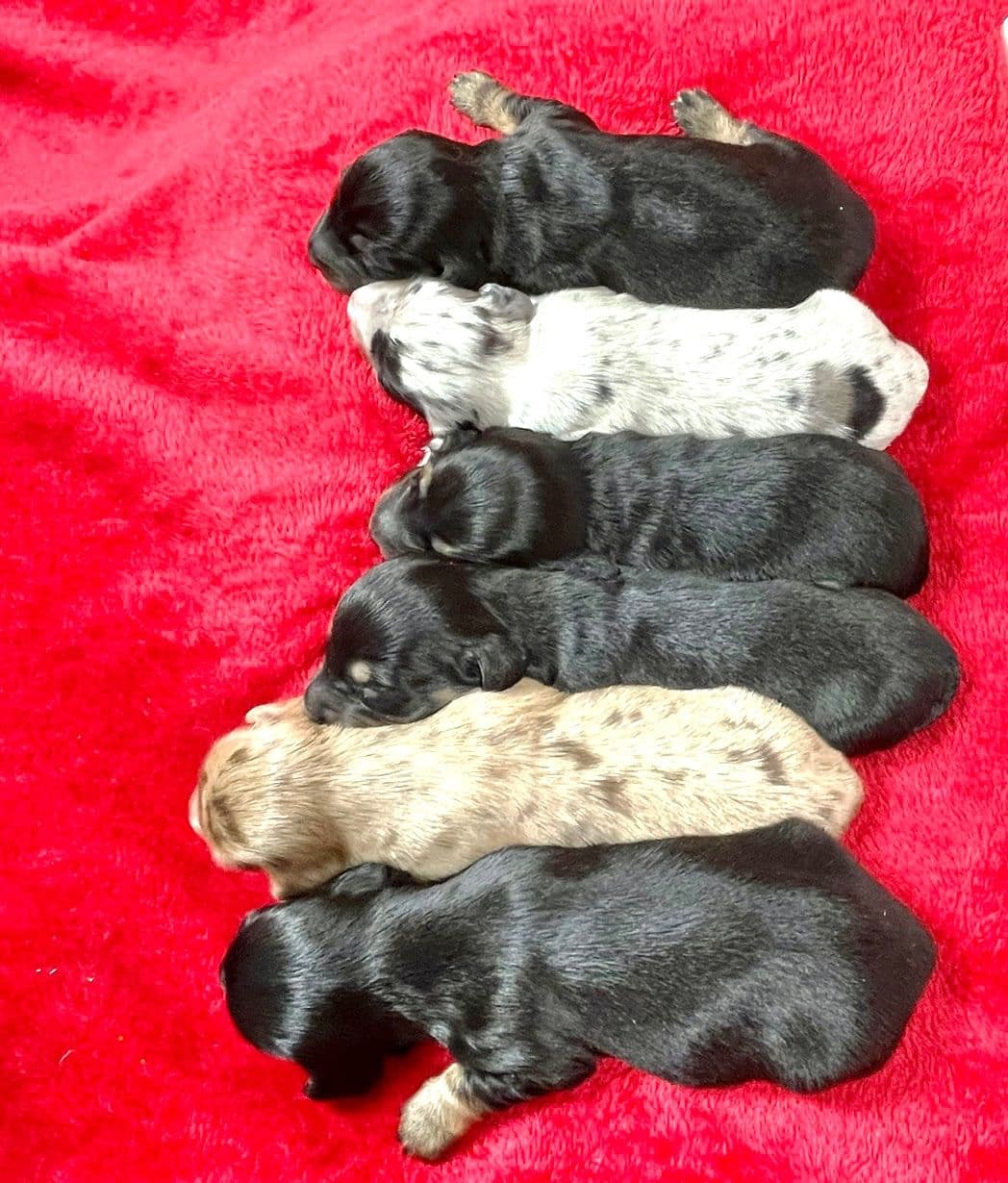 Mini Dachshund Puppies 785-821-192 breeder image 14