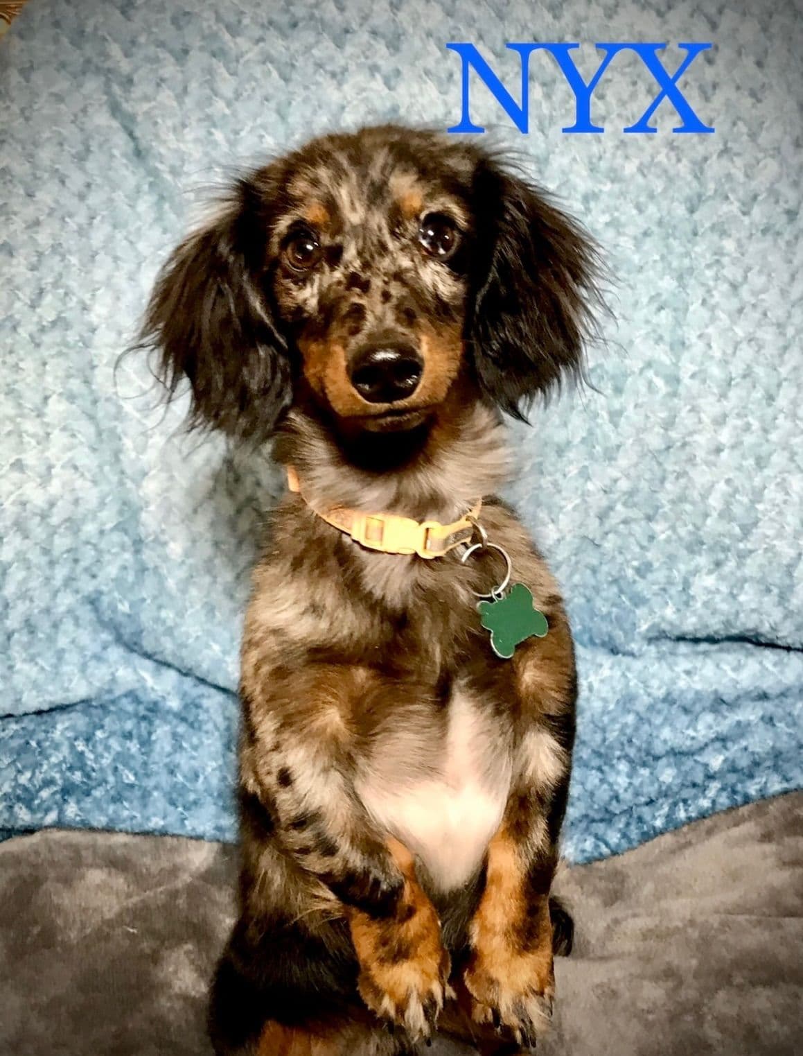 Mini Dachshund Puppies 785-821-192 breeder image 15