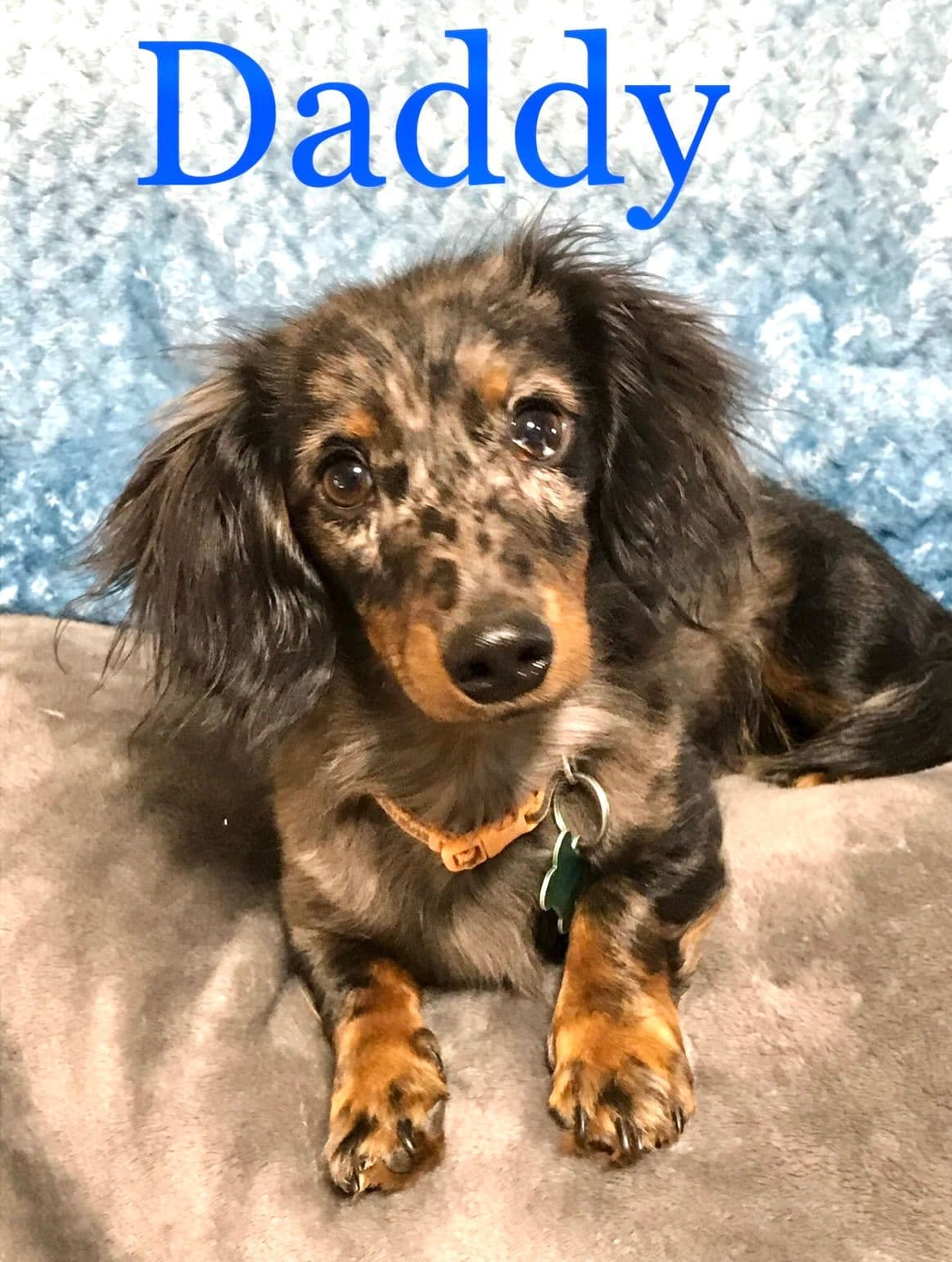 Mini Dachshund Puppies 785-821-192 breeder image 16