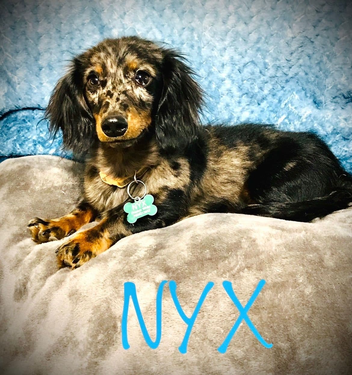 Mini Dachshund Puppies 785-821-192 breeder image 17