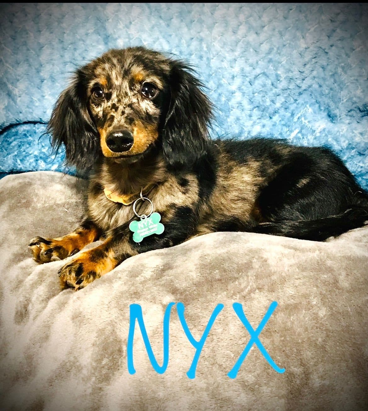 Mini Dachshund Puppies 785-821-192 breeder image 18