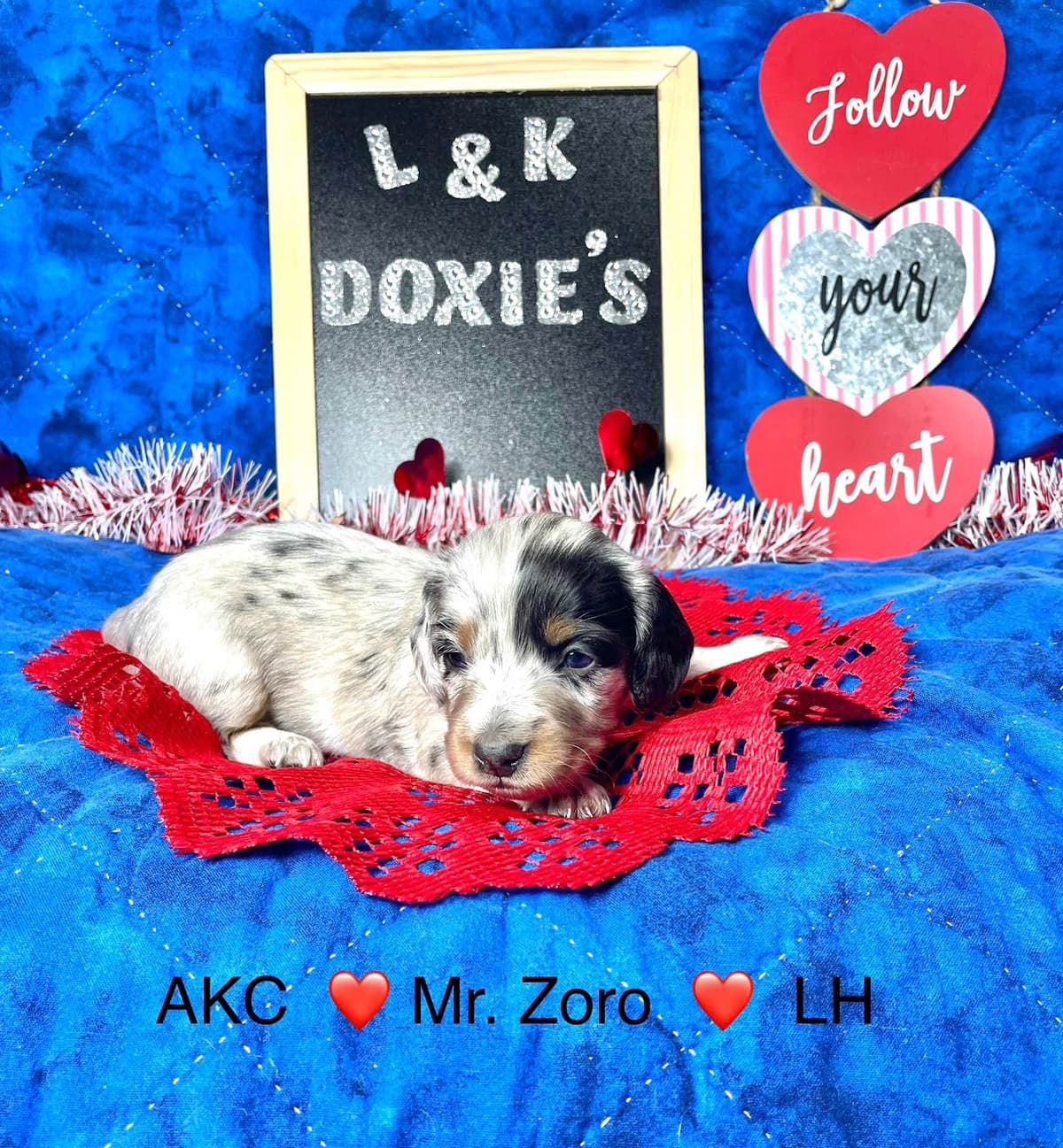Mini Dachshund Puppies 785-821-192 breeder image 19