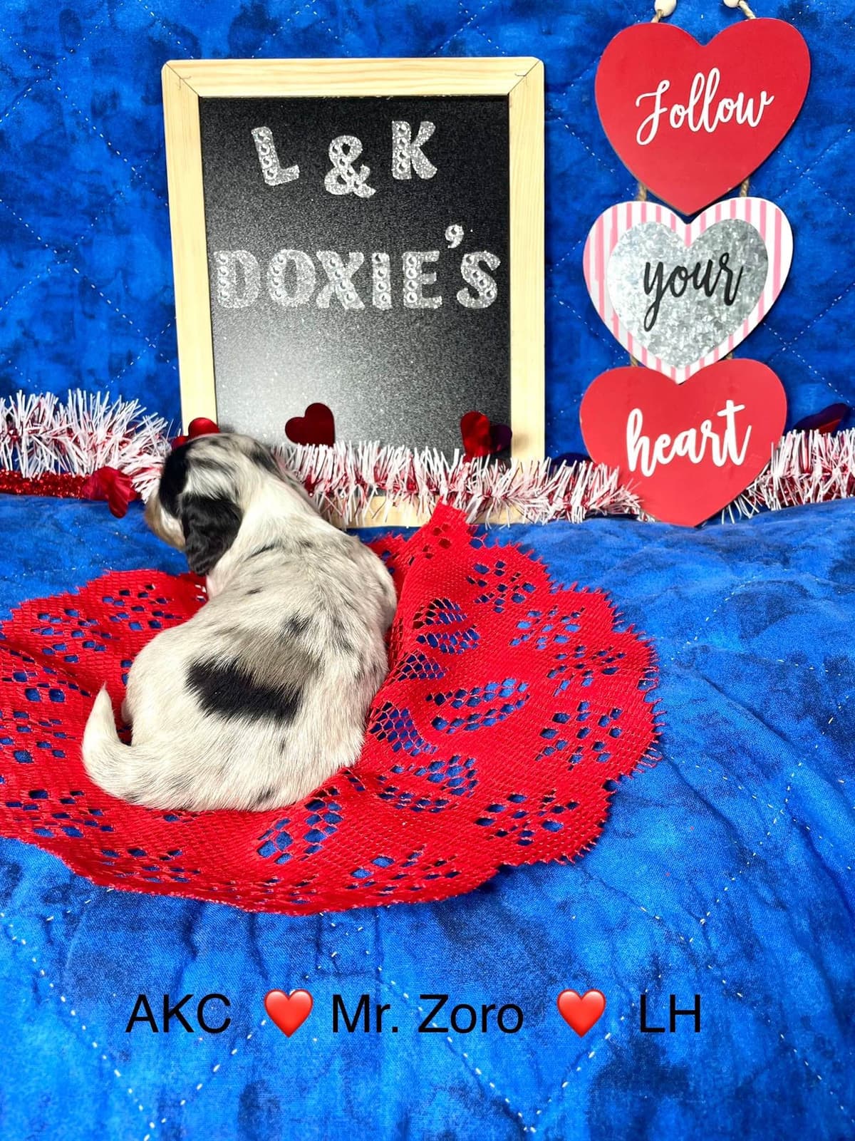 Mini Dachshund Puppies 785-821-192 breeder image 20