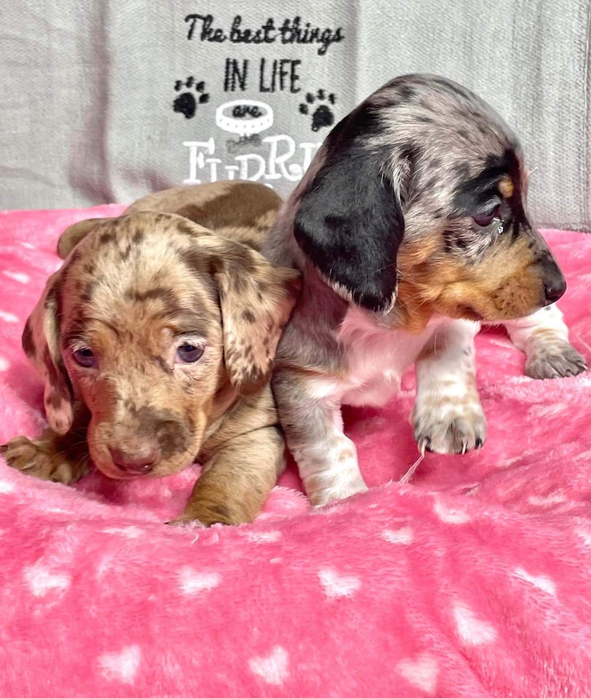 Mini Dachshund Puppies 785-821-192 breeder image 21