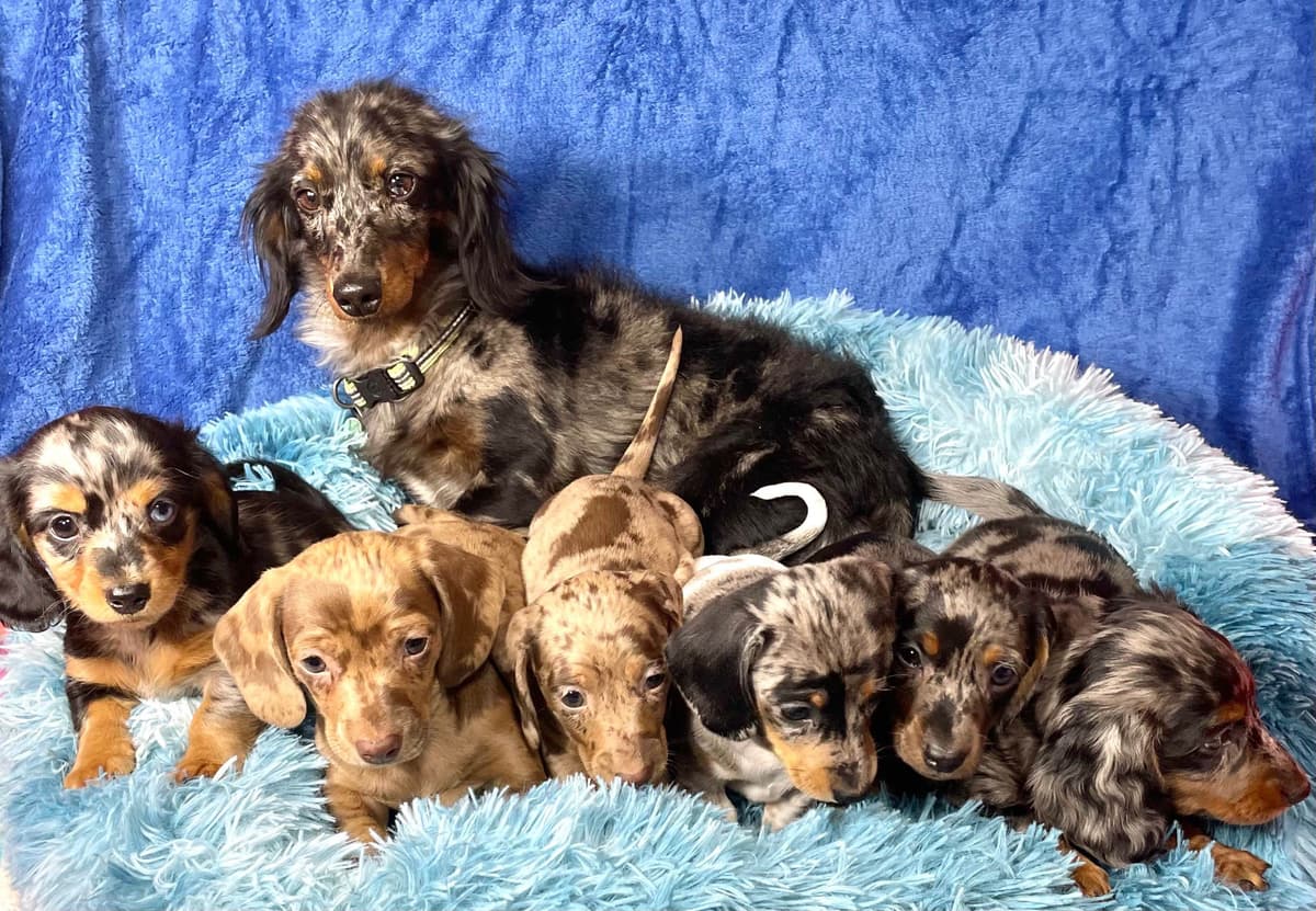 Mini Dachshund Puppies 785-821-192 breeder image 22