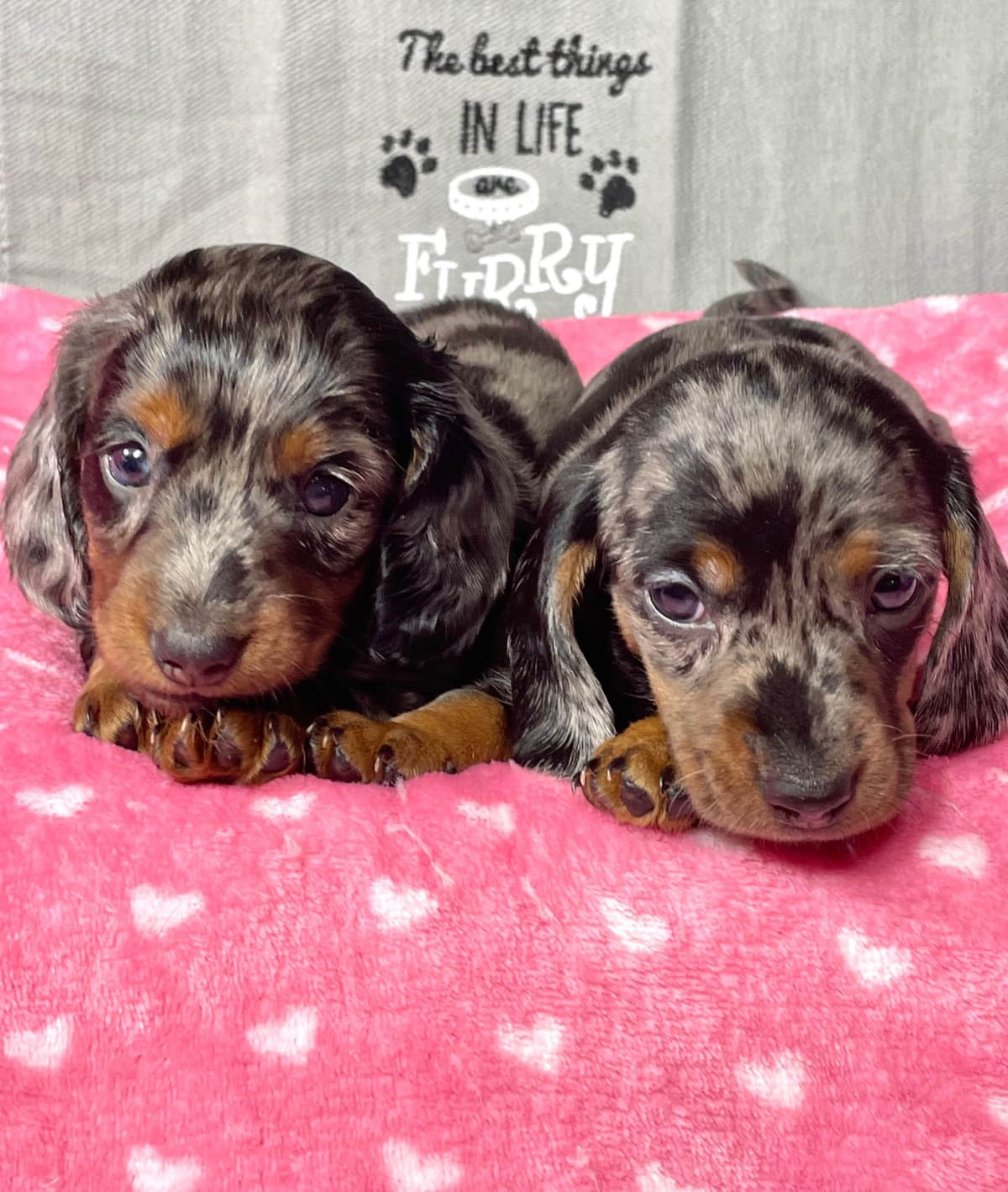 Mini Dachshund Puppies 785-821-192 breeder image 23