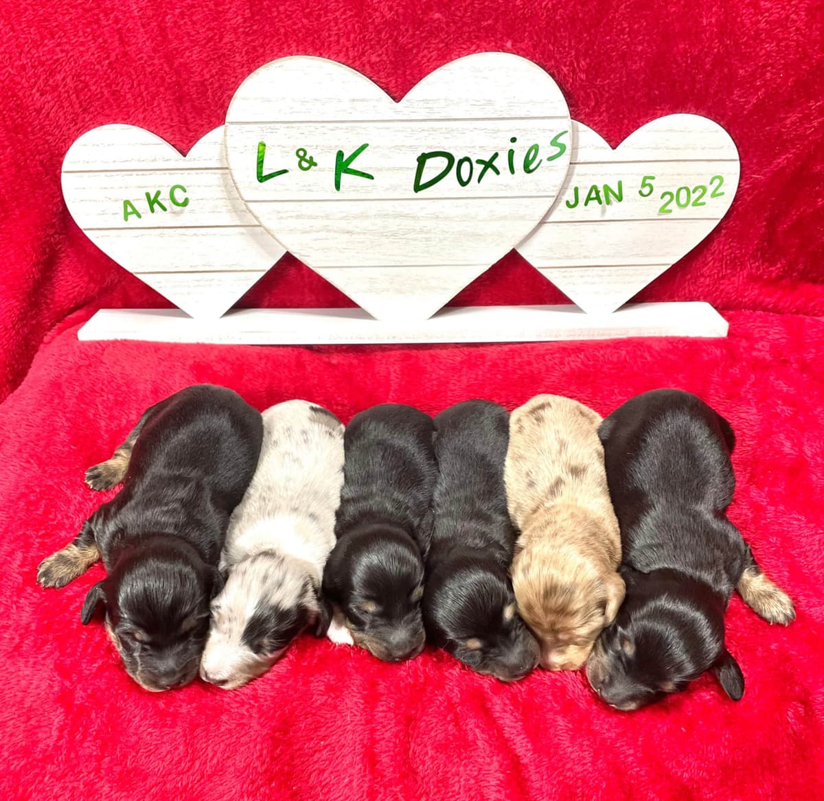 Mini Dachshund Puppies 785-821-192 breeder image 24