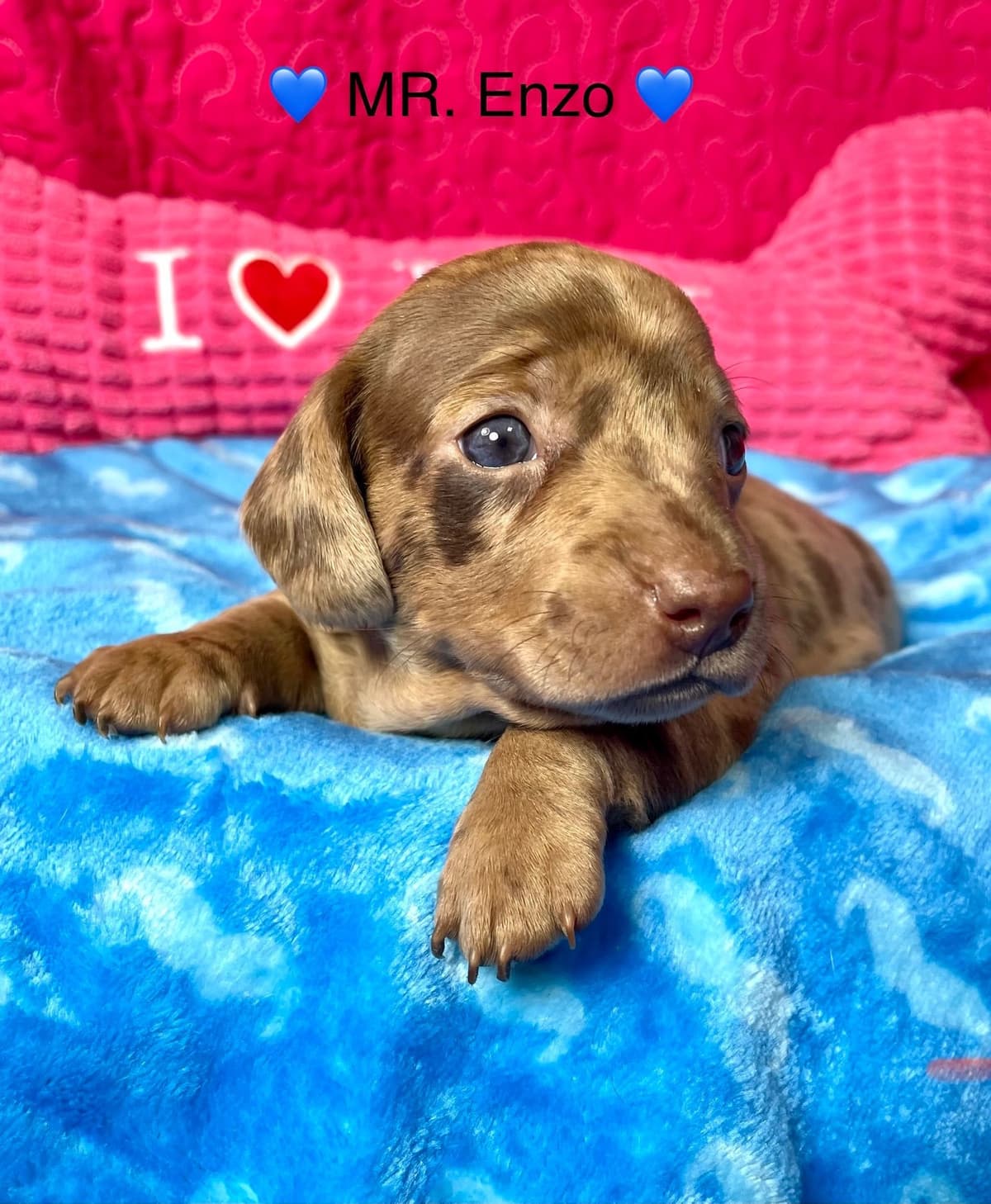 Mini Dachshund Puppies 785-821-192 breeder image 26