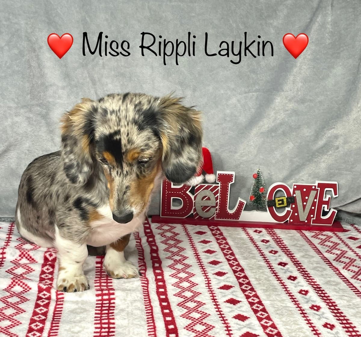 Mini Dachshund Puppies 785-821-192 breeder image 27