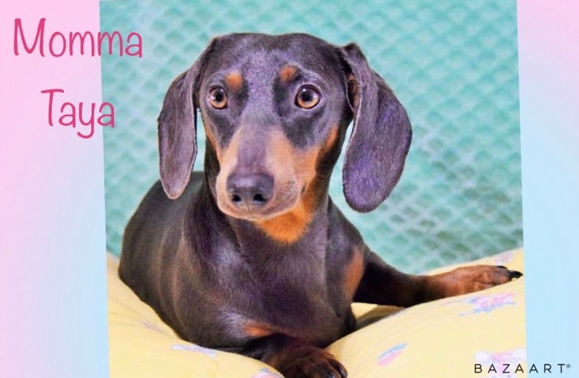 Mini Dachshund Puppies 785-821-192 breeder image 28