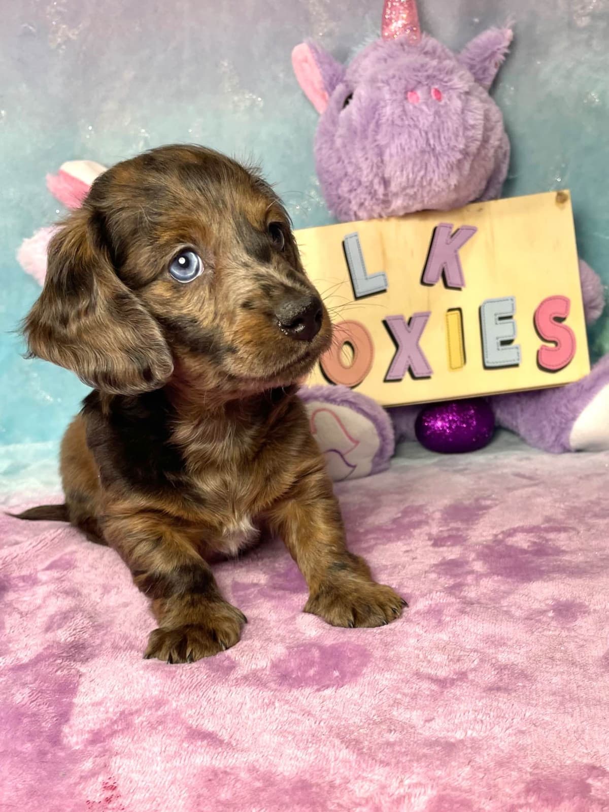 Mini Dachshund Puppies 785-821-192 breeder image 29