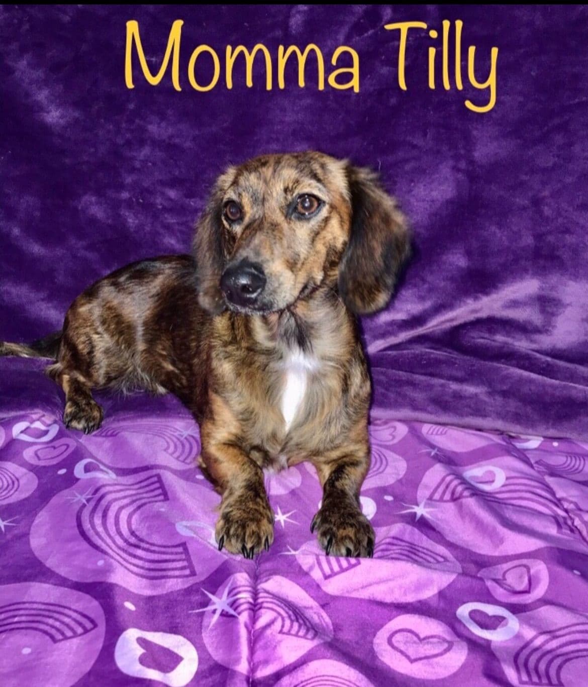 Mini Dachshund Puppies 785-821-192 breeder image 30