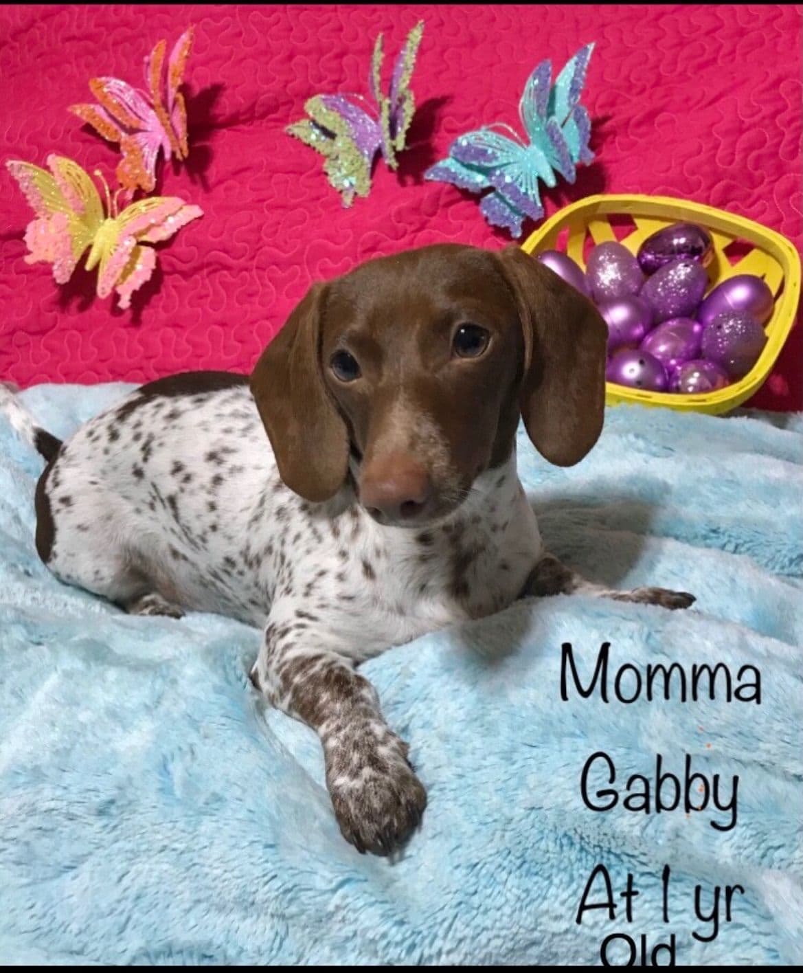 Mini Dachshund Puppies 785-821-192 breeder image 31
