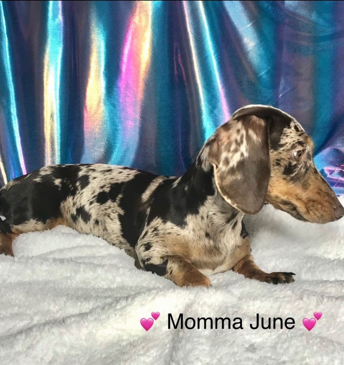 Mini Dachshund Puppies 785-821-192 breeder image 32