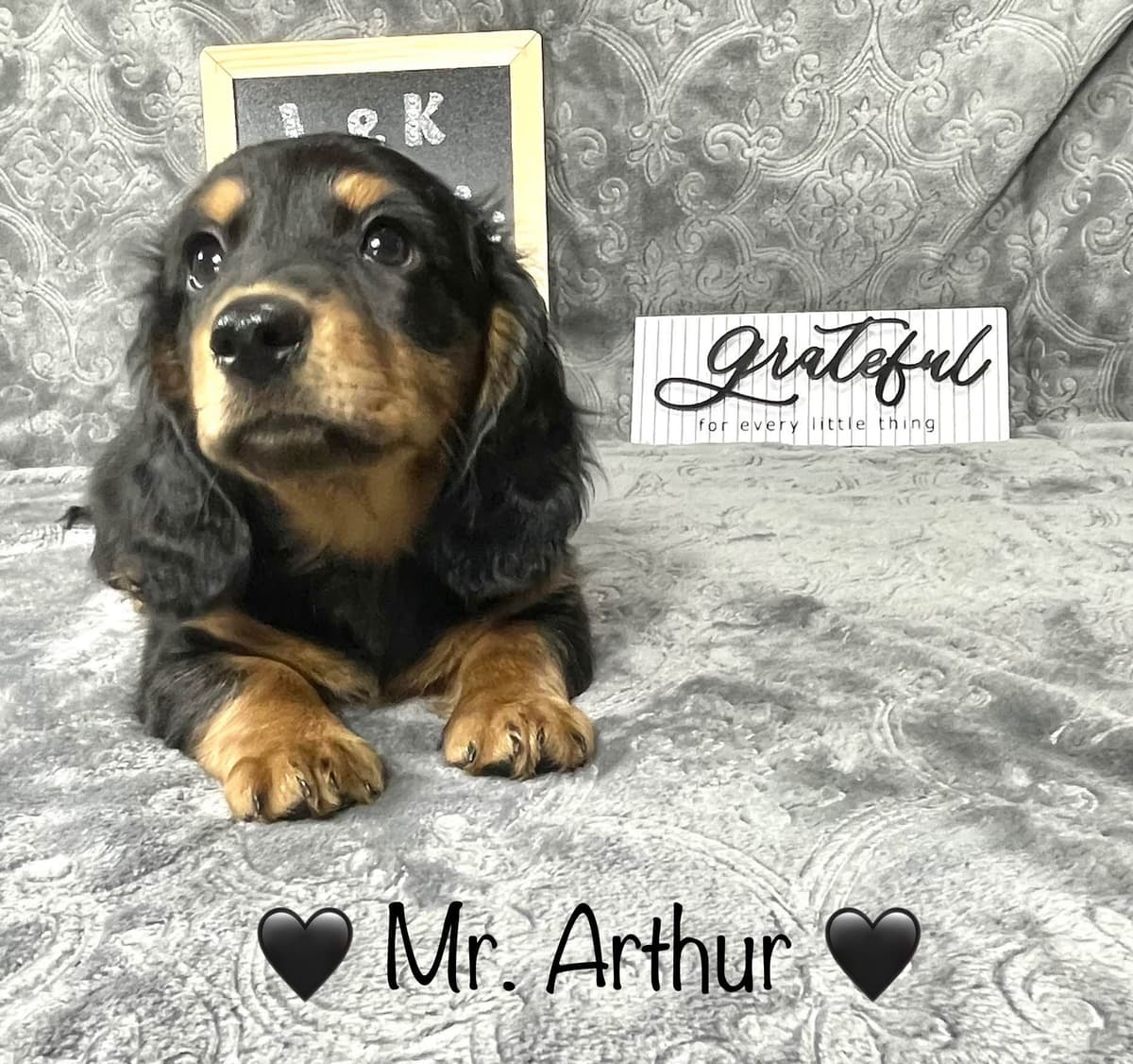 Mini Dachshund Puppies 785-821-192 breeder image 33