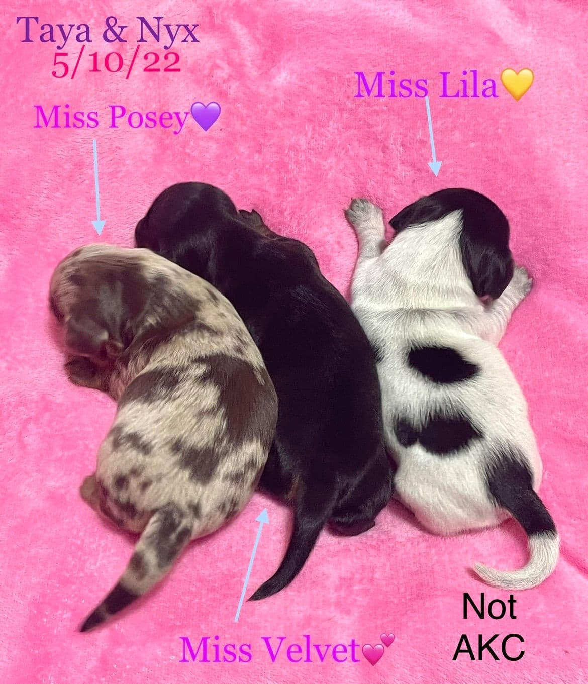 Mini Dachshund Puppies 785-821-192 breeder image 34