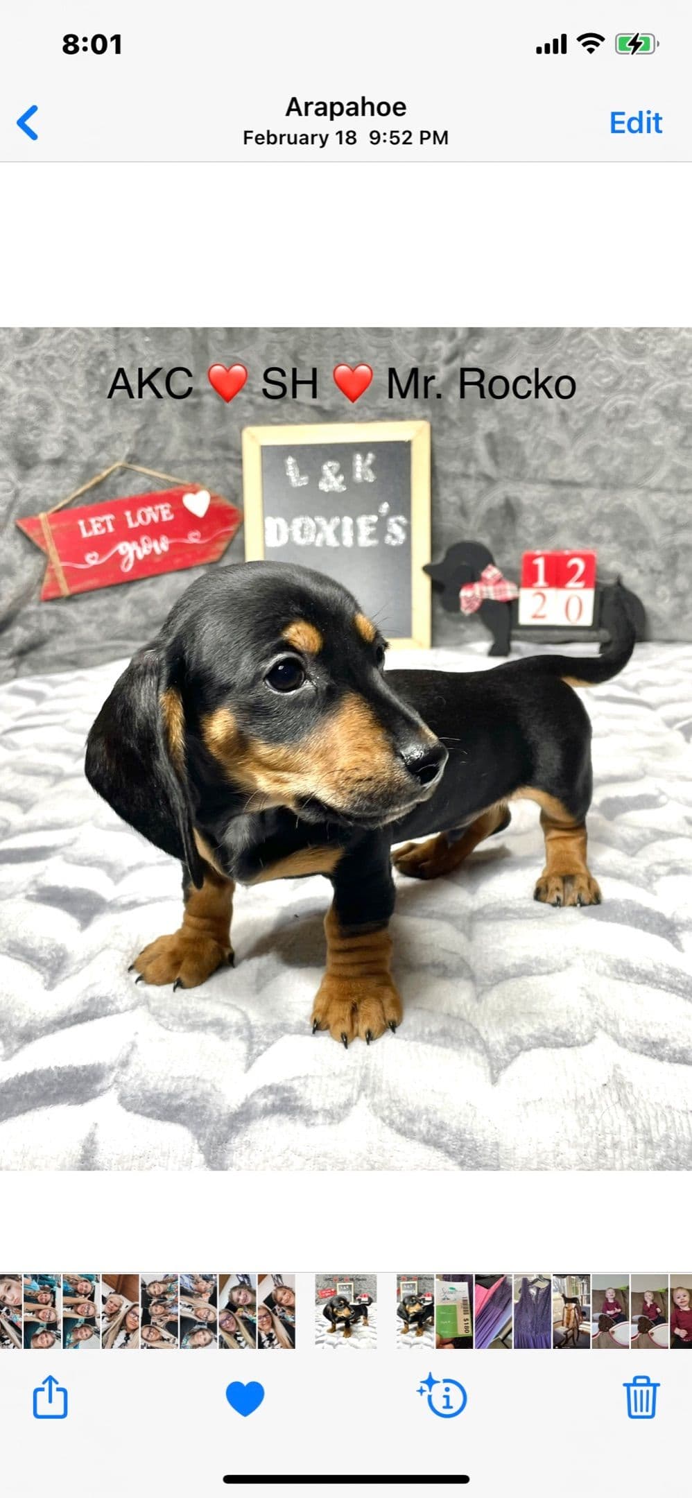 Mini Dachshund Puppies 785-821-192 breeder image 35