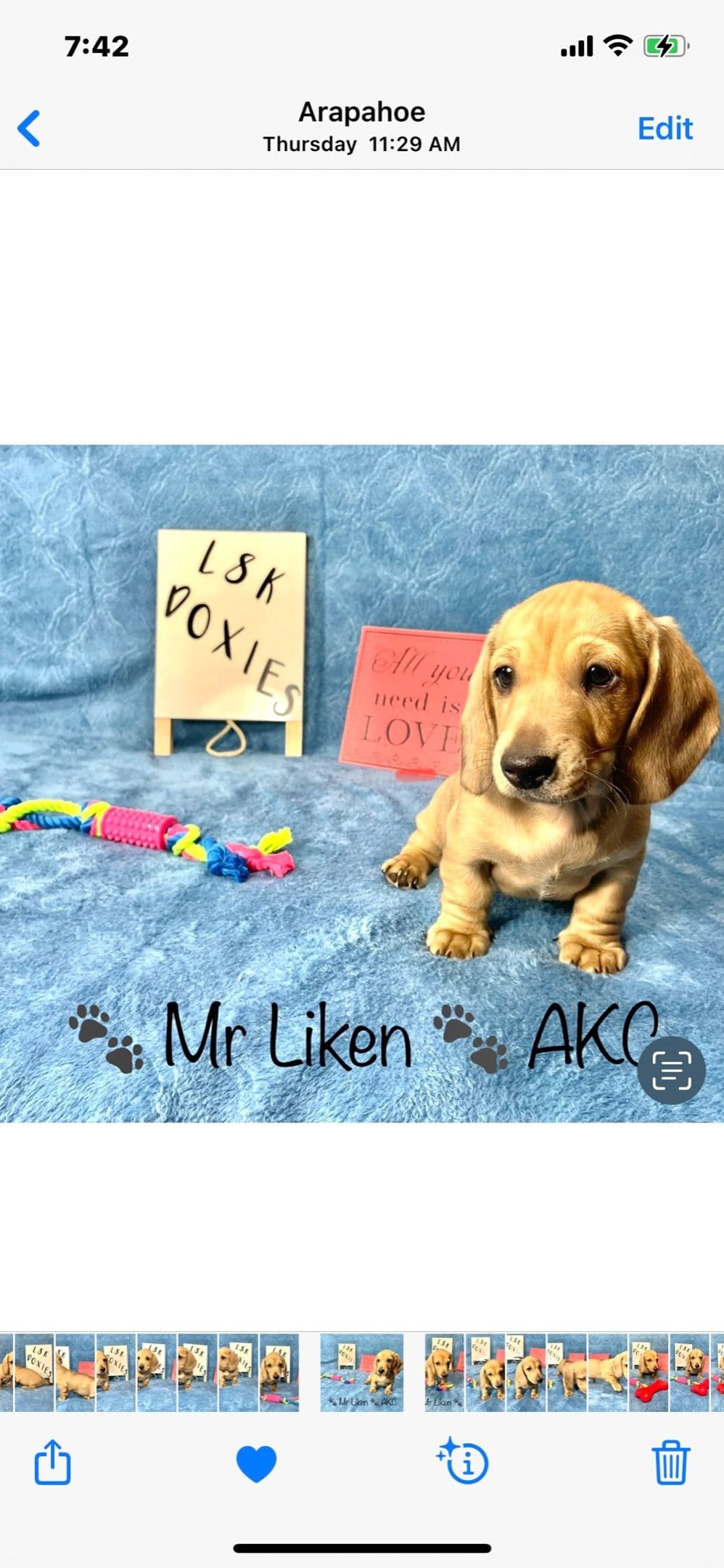 Mini Dachshund Puppies 785-821-192 breeder image 36