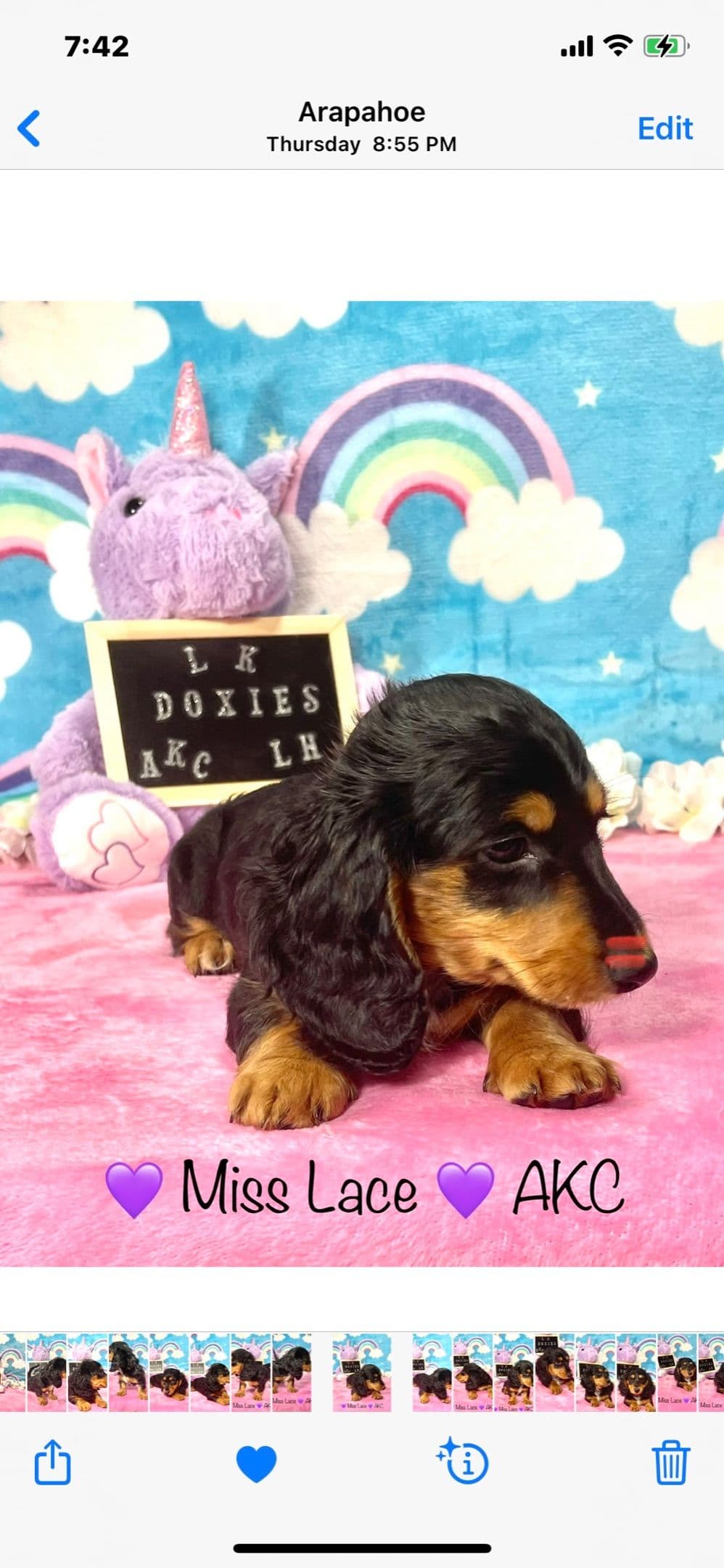 Mini Dachshund Puppies 785-821-192 breeder image 37